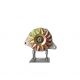 A369 Alternator -zdjęcie numer 1